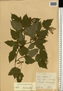 Клен татарский, Черноклен L., Восточная Европа, Нижневолжский район (E9) (Россия)