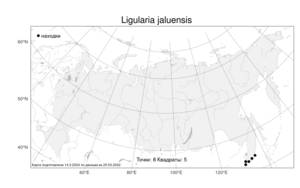 Ligularia jaluensis, Бузульник ялусский Kom., Атлас флоры России (FLORUS) (Россия)