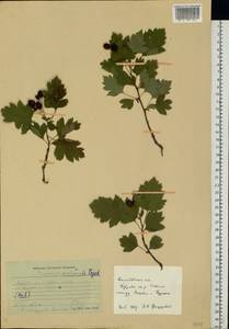 Crataegus ambigua subsp. ambigua, Восточная Европа, Центральный лесостепной район (E6) (Россия)