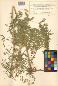 Астрагал китайский L.f., Сибирь, Дальний Восток (S6) (Россия)