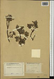 Salix pyrenaica Gouan, Западная Европа (EUR) (Франция)