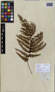Callistopteris apiifolia (Presl) Copel., Зарубежная Азия (ASIA) (Филиппины)