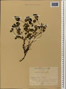 Coronilla orientalis Mill., Кавказ, Краснодарский край и Адыгея (K1a) (Россия)
