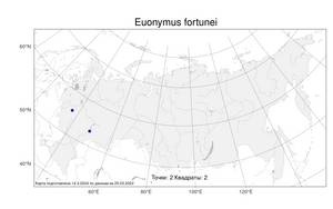 Euonymus fortunei (Turcz.) Hand.-Mazz., Атлас флоры России (FLORUS) (Россия)