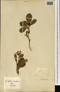 Magnoliopsida, Африка (AFR) (Португалия)