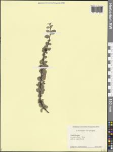 Кизильник приятный Pojark., Кавказ, Азербайджан (K6) (Азербайджан)