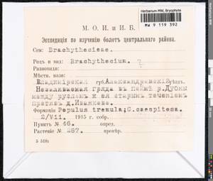 Brachythecium, Гербарий мохообразных, Мхи - Москва и Московская область (B6a) (Россия)