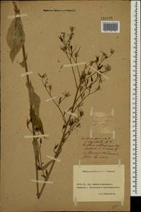 Lactuca quercina subsp. quercina, Восточная Европа, Южно-Украинский район (E12) (Украина)