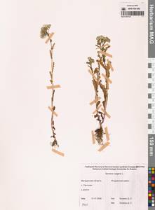 Крестовник обыкновенный L., Сибирь, Чукотка и Камчатка (S7) (Россия)