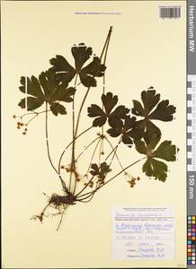 Подлесник европейский L., Кавказ, Черноморское побережье (от Новороссийска до Адлера) (K3) (Россия)