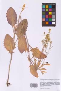 Гулявник волжский M.Bieb. ex E.Fourn., Восточная Европа, Московская область и Москва (E4a) (Россия)