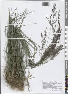 Полевица булововидная Trin., Восточная Европа, Волжско-Камский район (E7) (Россия)