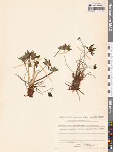 Герань волосистоцветковая DC., Сибирь, Чукотка и Камчатка (S7) (Россия)