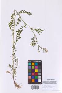 Сердечник недотрога L., Восточная Европа, Московская область и Москва (E4a) (Россия)