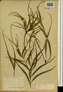 Phyllanthus epiphyllanthus subsp. epiphyllanthus, Зарубежная Азия (ASIA) (Неизвестно)