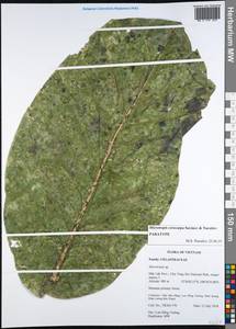 Microtropis cerocarpa Savinov & Nuraliev, Зарубежная Азия (ASIA) (Вьетнам)