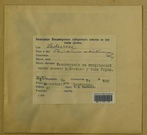 Abietinella abietina (Hedw.) M. Fleisch., Гербарий мохообразных, Мхи - Центральное Нечерноземье (B6) (Россия)