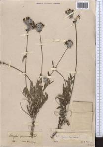 Астрагал изящнейший Pavlov, Средняя Азия и Казахстан, Западный Тянь-Шань и Каратау (M3) (Неизвестно)