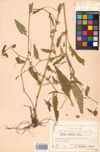 Фиалка высокая Fr., Восточная Европа, Московская область и Москва (E4a) (Россия)