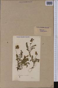 Oxytropis jacquinii Bunge, Западная Европа (EUR) (Швейцария)