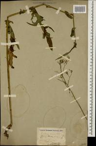 Латук дубравный L., Кавказ, Ставропольский край, Карачаево-Черкесия, Кабардино-Балкария (K1b) (Россия)