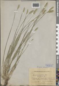 Житняк пустынный (Fisch. ex Link) Schult., Восточная Европа, Нижневолжский район (E9) (Россия)