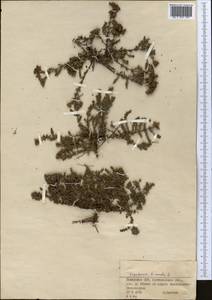 Франкения волосистая L., Средняя Азия и Казахстан, Северный и Центральный Казахстан (M10) (Казахстан)