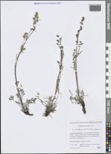 Полынь северная Pall., Сибирь, Дальний Восток (S6) (Россия)