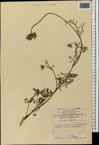 Морковь обыкновенная, Морковь дикая L., Кавказ, Азербайджан (K6) (Азербайджан)