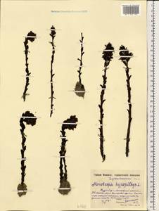 Подъельник обыкновенный Crantz, Восточная Европа, Московская область и Москва (E4a) (Россия)