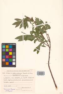 Salix krylovii × udensis, Сибирь, Чукотка и Камчатка (S7) (Россия)