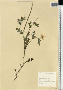 Мачок рогатый (L.) Rudolph, Восточная Европа, Южно-Украинский район (E12) (Украина)