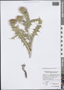 Cousinia auriculata Boiss., Средняя Азия и Казахстан, Памир и Памиро-Алай (M2) (Таджикистан)