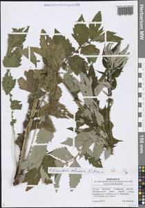 Таволга вязолистная (L.) Maxim., Восточная Европа, Средневолжский район (E8) (Россия)