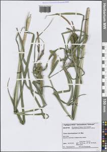 Carex utriculata Boott, Сибирь, Центральная Сибирь (S3) (Россия)