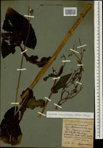 Lactuca macrophylla subsp. macrophylla, Кавказ, Северная Осетия, Ингушетия и Чечня (K1c) (Россия)