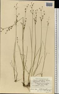 Juncus alpinoarticulatus subsp. rariflorus (Hartm.) Holub, Восточная Европа, Северный район (E1) (Россия)