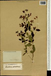 Lespedeza thunbergii var. thunbergii, Зарубежная Азия (ASIA) (Неизвестно)