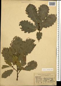 Quercus petraea subsp. polycarpa (Schur) Soó, Кавказ, Армения (K5) (Армения)