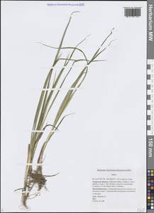 Осока, Сибирь, Дальний Восток (S6) (Россия)