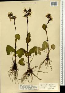 Бузульник сибирский (L.) Cass., Монголия (MONG) (Монголия)