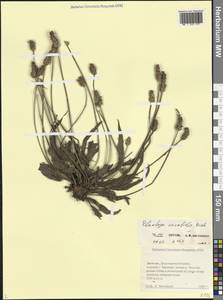 Plantago atrata subsp. spadicea (Pilg.) Pilg., Кавказ, Дагестан (K2) (Россия)