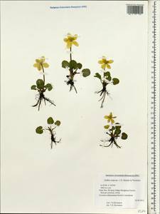 Caltha scaposa Hook.fil. & Thomson, Зарубежная Азия (ASIA) (КНР)