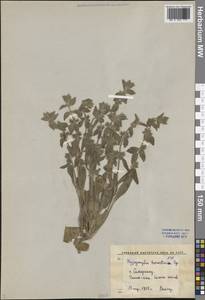 Подсвязница туркестанская Bunge, Средняя Азия и Казахстан, Памир и Памиро-Алай (M2) (Узбекистан)