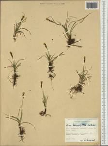 Осока гвоздичная, Осока весенняя Latourr., Западная Европа (EUR) (Великобритания)