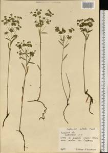 Молочай мелкоплодный (Prokh.) Krylov, Восточная Европа, Центральный лесостепной район (E6) (Россия)