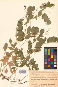 Lathyrus japonicus var. maritimus (L.) J.T.Kartesz & Gandhi, Сибирь, Дальний Восток (S6) (Россия)