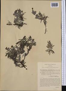 Glandora rosmarinifolia (Ten.) D.C.Thomas, Западная Европа (EUR) (Италия)