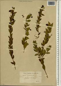Myrtus communis L., Зарубежная Азия (ASIA)