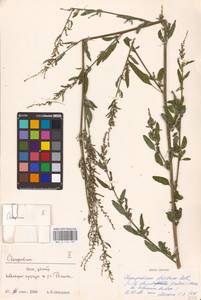 Chenopodium betaceum Andrz., Восточная Европа, Северо-Украинский район (E11) (Украина)
